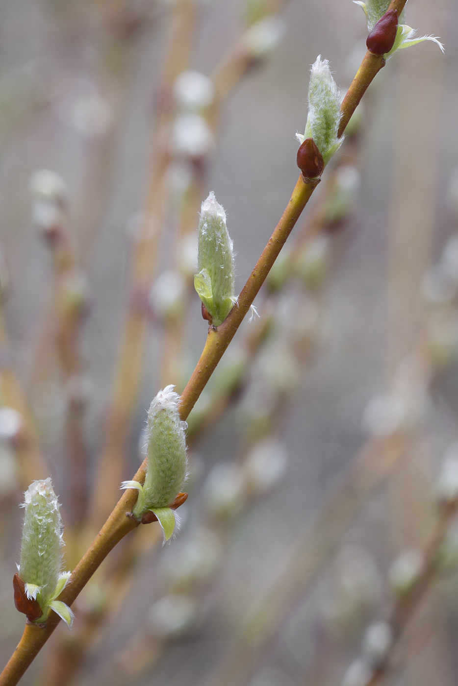 Изображение особи Salix starkeana.