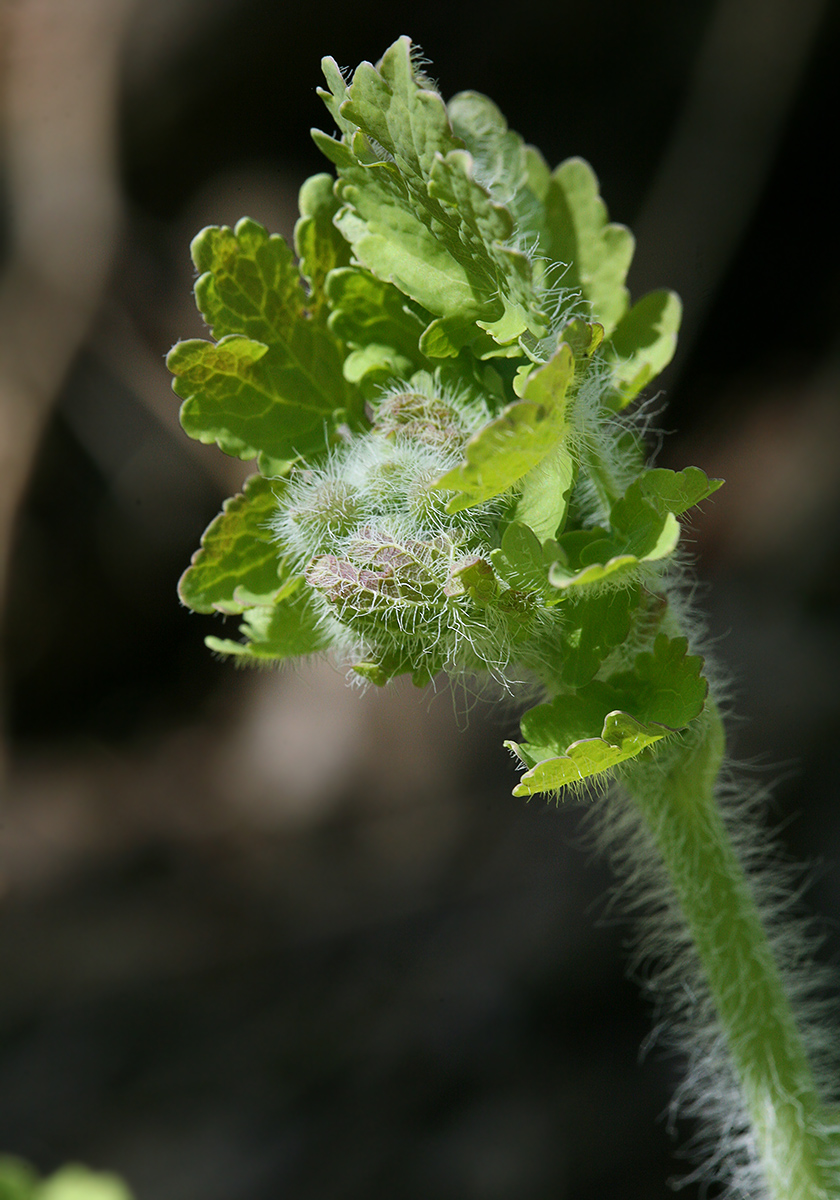 Изображение особи Chelidonium majus.