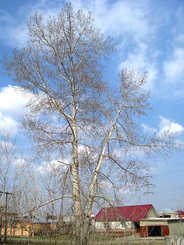 Image of Populus nigra specimen.