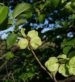 Ulmus pumila. Часть ветви с незрелыми плодами. Ростовская обл., Азовский р-н, хутор Гусарева Балка, берег водоёма. 28.04.2018.