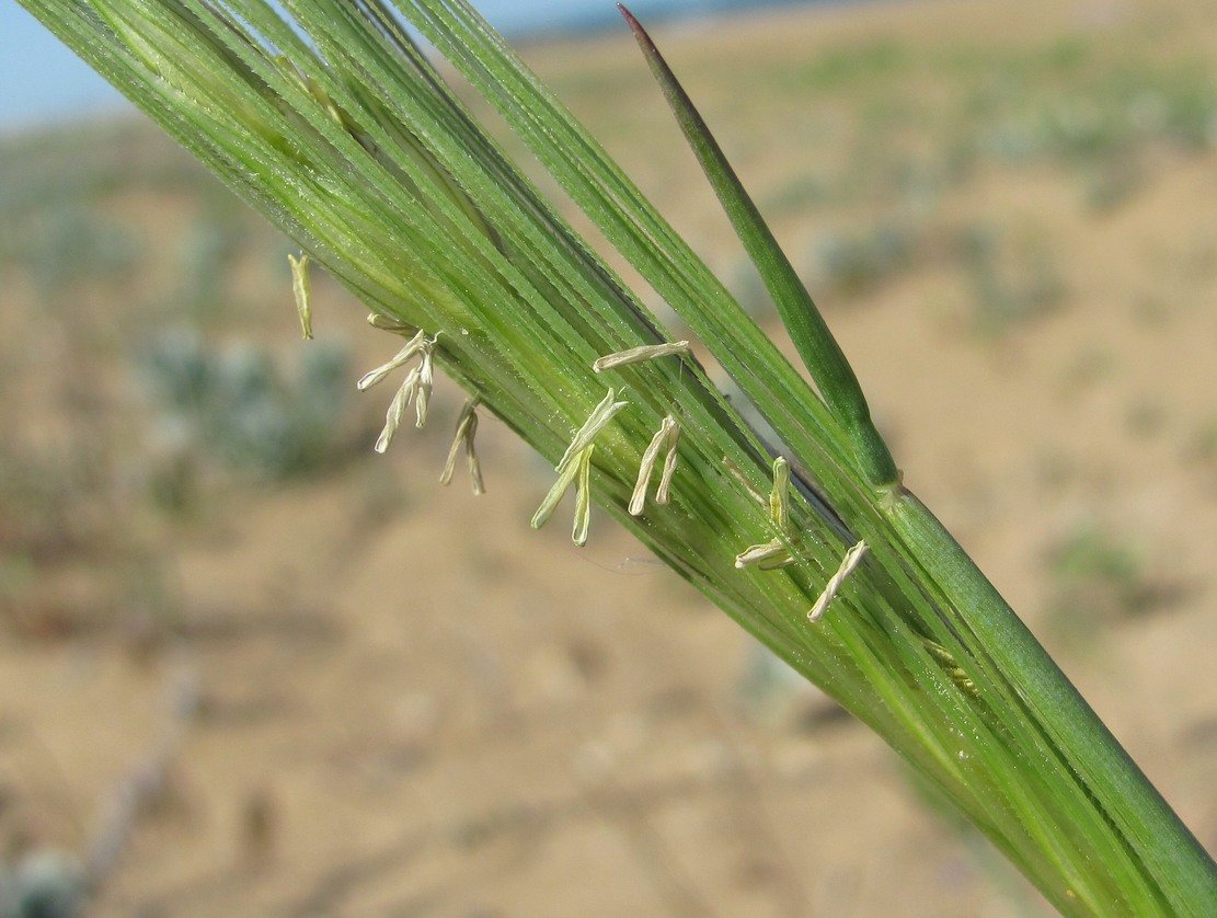 Image of familia Poaceae specimen.