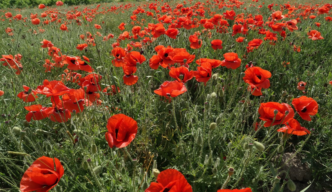 Изображение особи Papaver rhoeas.