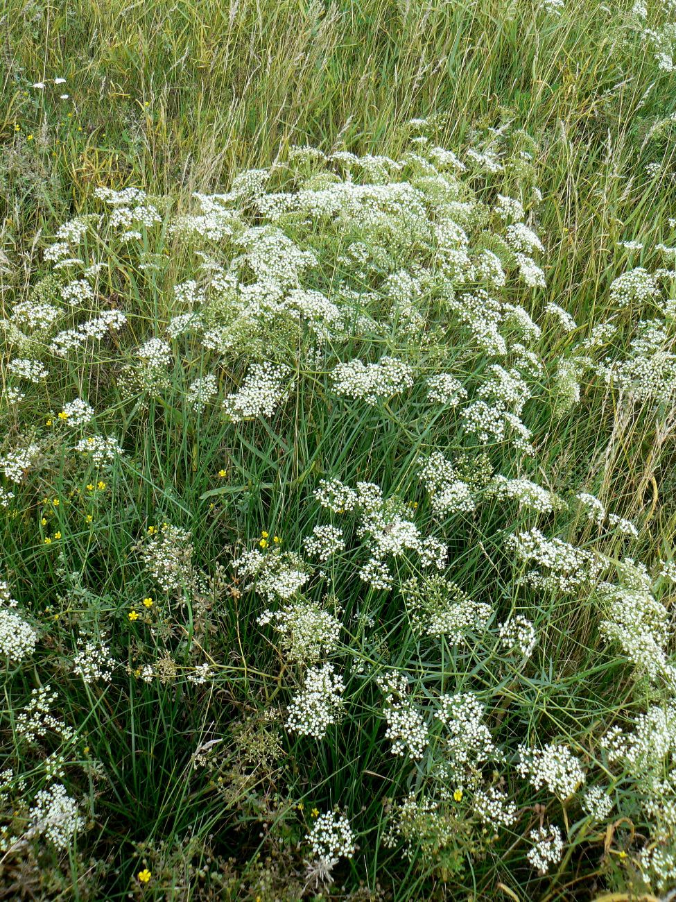 Изображение особи Falcaria vulgaris.