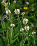 Trifolium montanum. Верхушки побегов с соцветиями. Тульская обл., Алексинский р-н, долина р. Вашана, луговой склон. 12.06.2018.