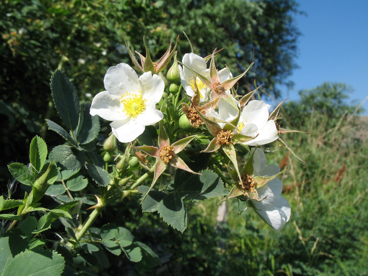 Image of genus Rosa specimen.