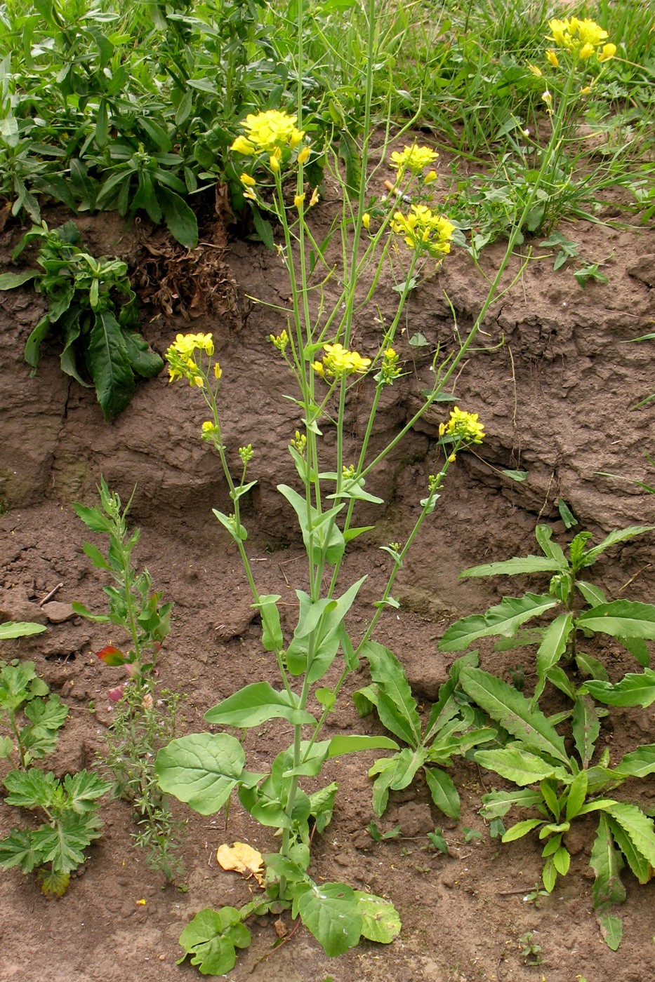 Изображение особи Brassica campestris.