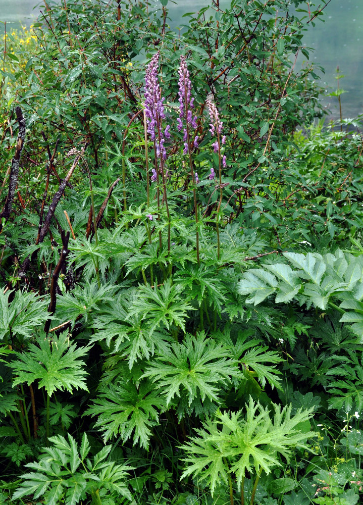 Изображение особи Aconitum septentrionale.