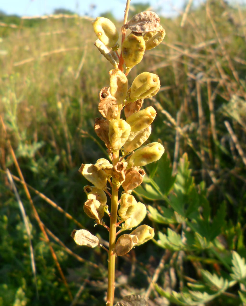 Изображение особи Reseda lutea.