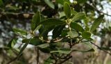 Phillyrea latifolia