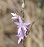 Image of taxon representative. Author is Роланд Цандекидис