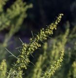 Artemisia abrotanum