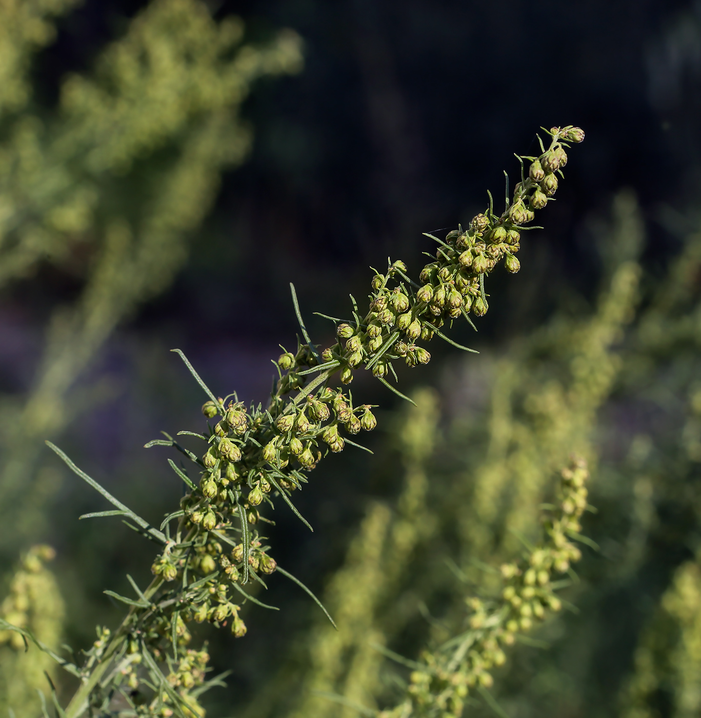 Image of Artemisia abrotanum specimen.