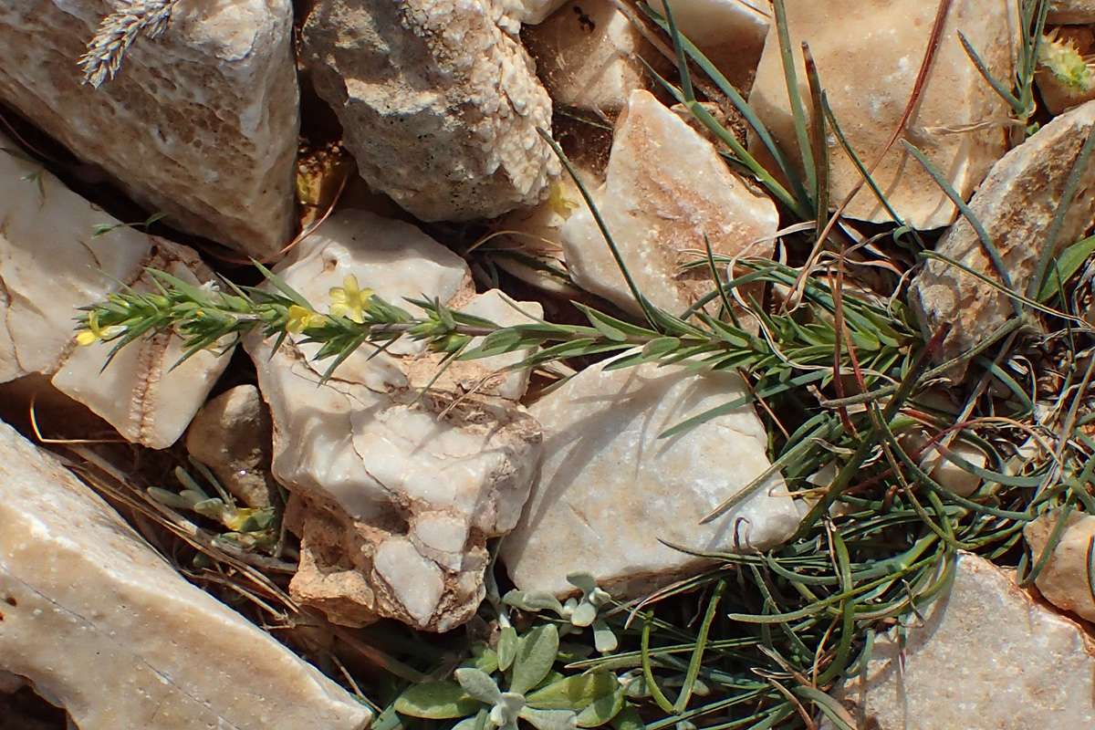 Image of Linum strictum ssp. spicatum specimen.