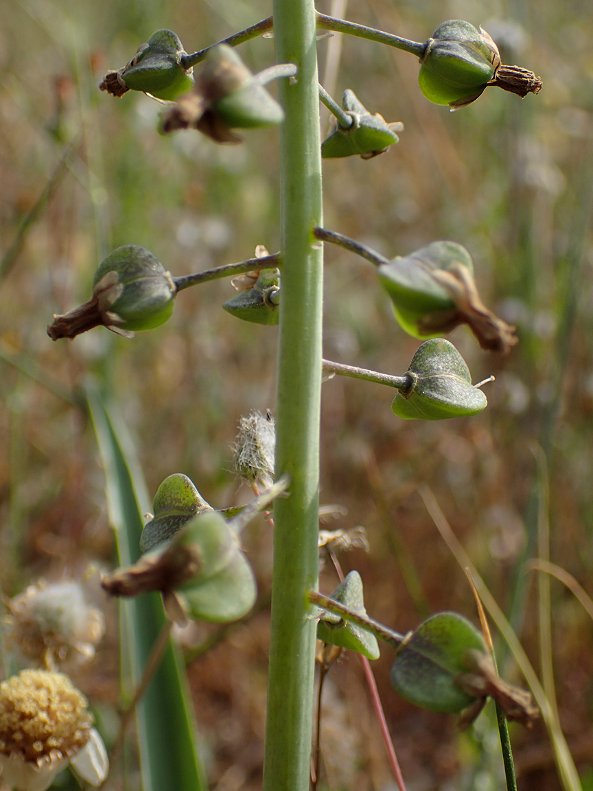 Image of Leopoldia comosa specimen.