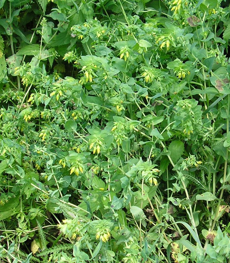 Image of Cerinthe minor specimen.