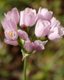 Allium roseum