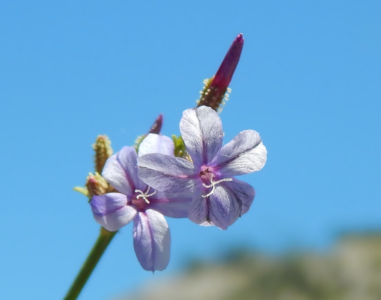 Image of Plumbago europaea specimen.