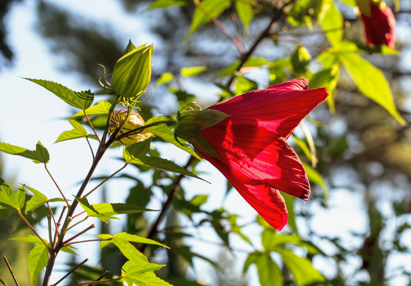 Изображение особи Hibiscus coccineus.