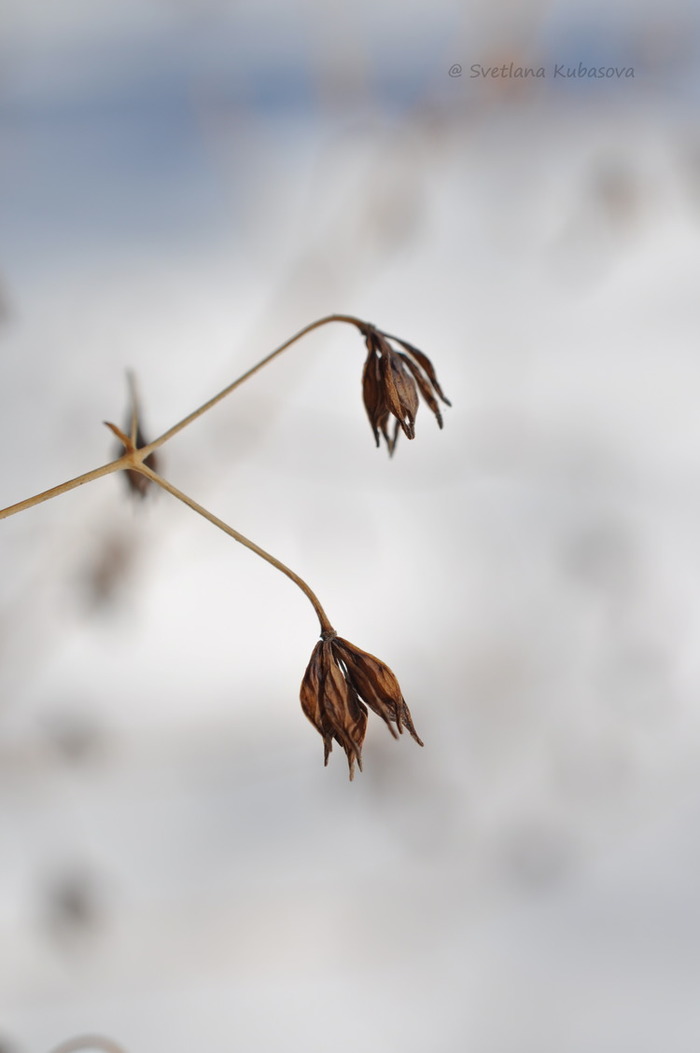 Изображение особи Thalictrum delavayi.