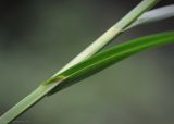 Carex atherodes