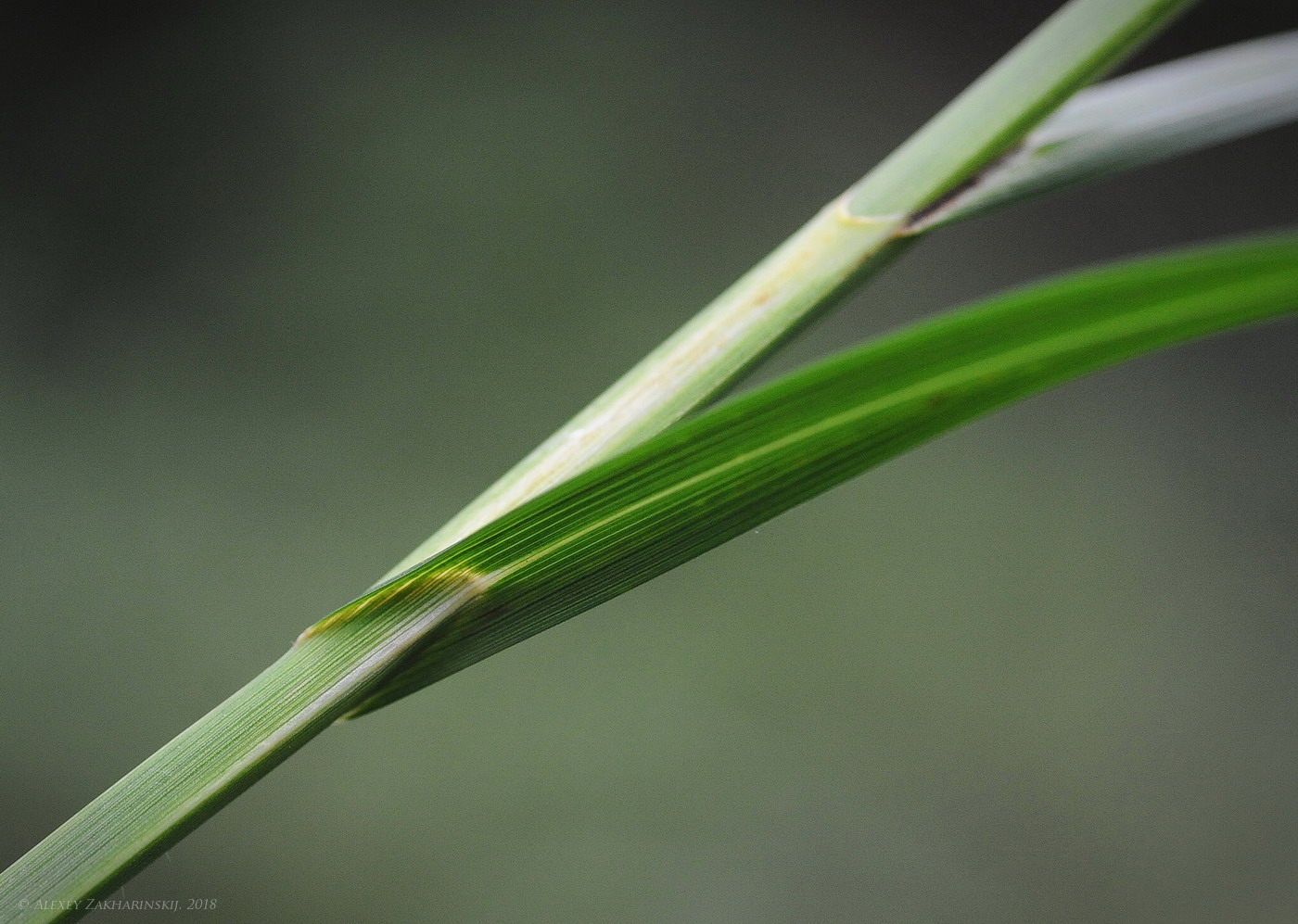 Image of Carex atherodes specimen.