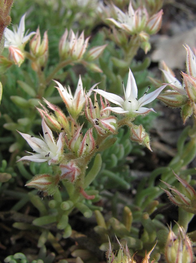 Image of Sedum pallidum specimen.
