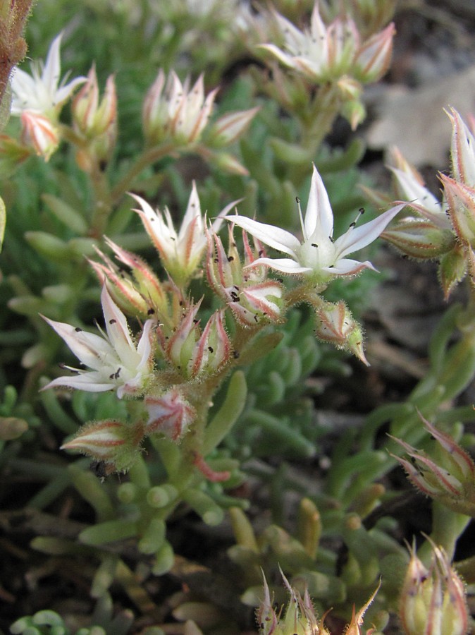 Изображение особи Sedum pallidum.