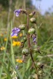 Campanula rapunculoides. Часть соплодия с отцветающими цветками и незрелыми аномальными (повреждёнными насекомыми?) плодами. Ленинградская обл., Ломоносовский р-н, окр. дер. Глядино, суходольный злаково-разнотравный луг на известняке. 22.07.2018.