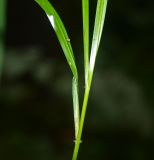 Calamagrostis arundinacea. Средняя часть побега; видна бородка волосков во влагалищно-пластиночном сочленении. Московская обл., Раменский р-н, окр. пос. Ильинский, Ильинский лес, в ельнике. 19.07.2018.