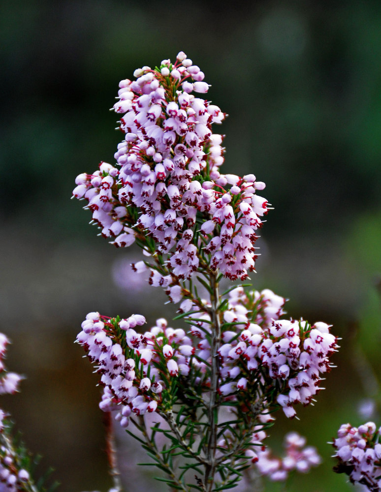 Image of Erica manipuliflora specimen.