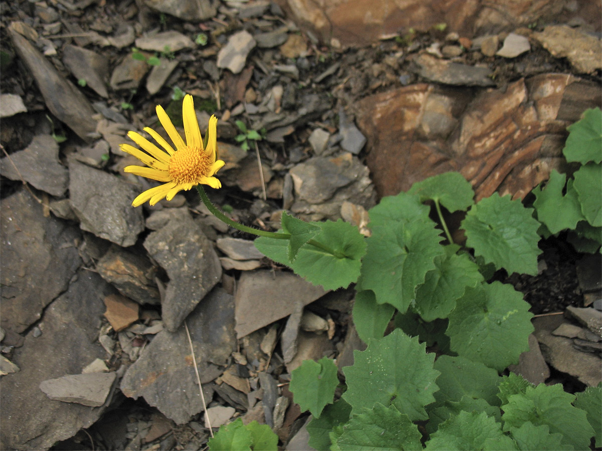 Изображение особи Doronicum carpaticum.