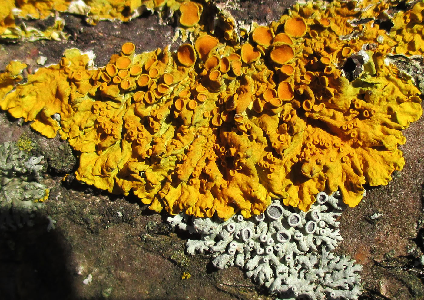 Image of Xanthoria parietina specimen.