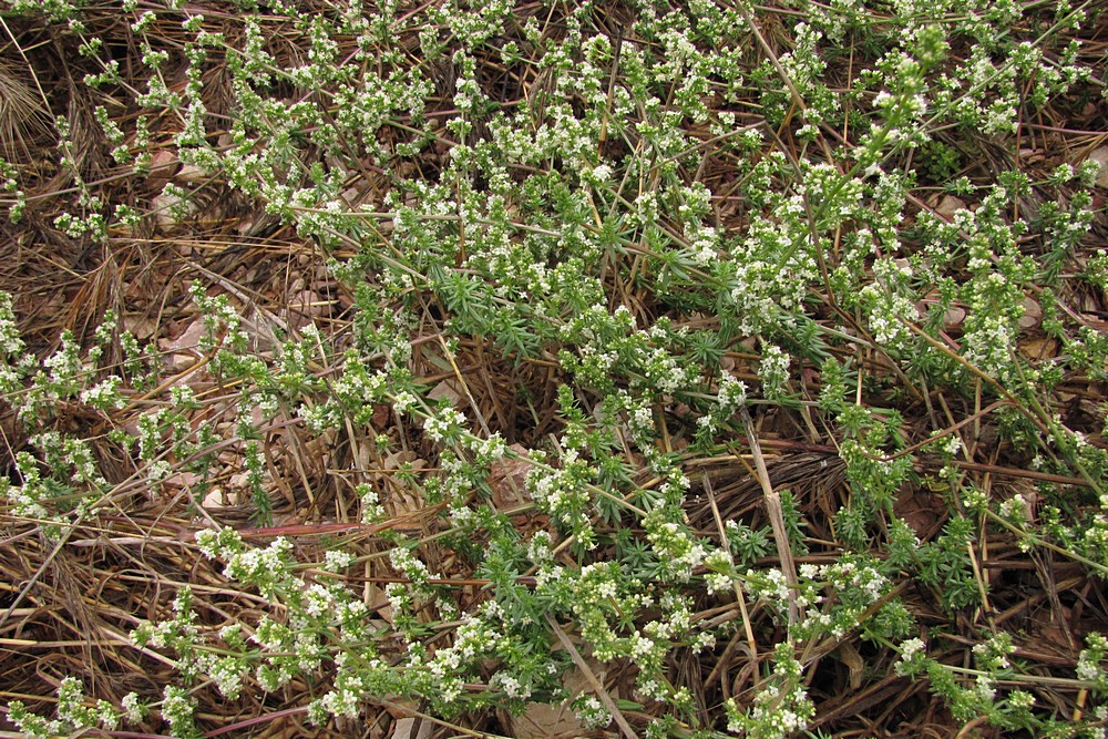 Изображение особи Galium humifusum.