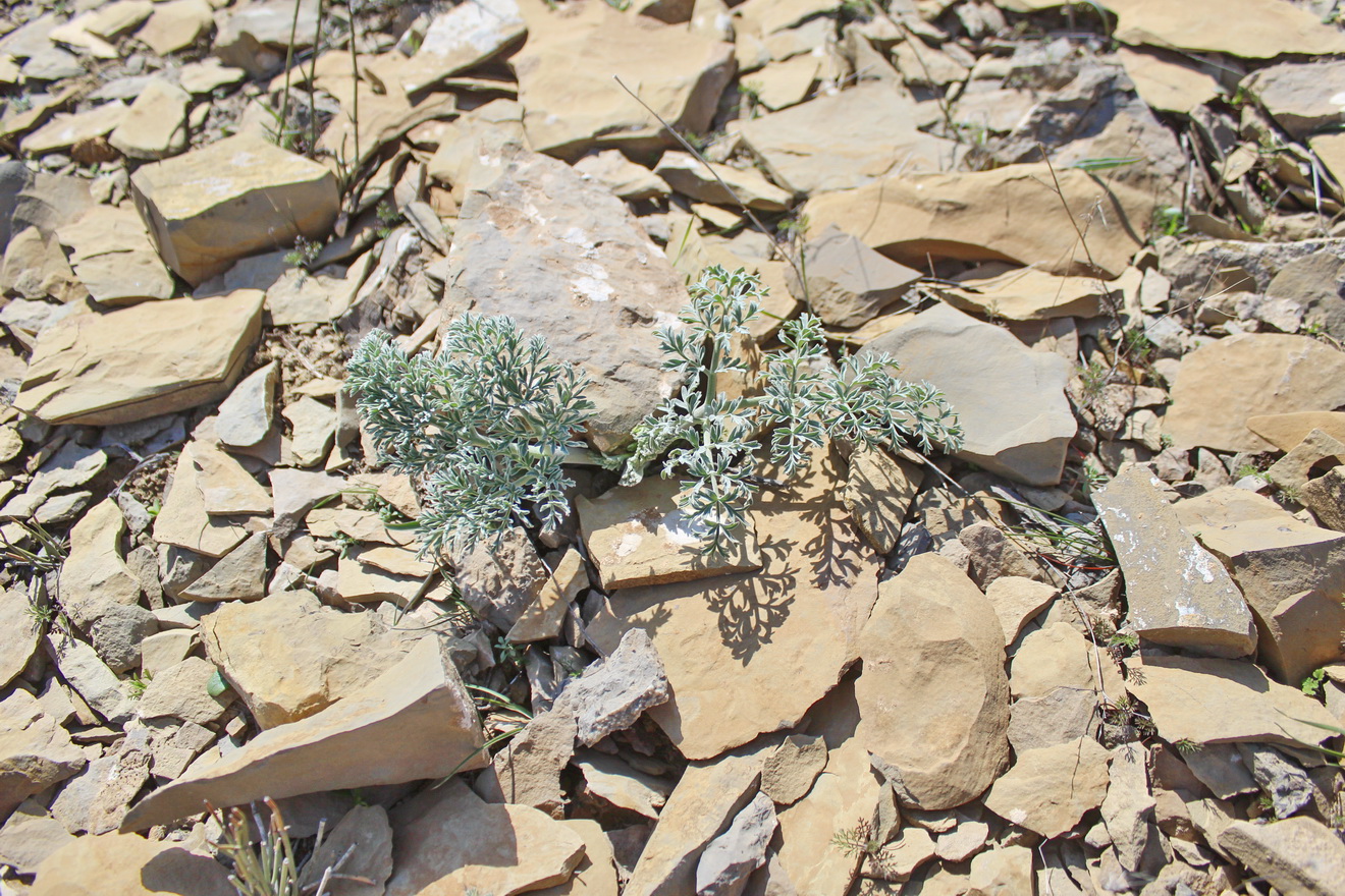 Image of Dorema hyrcanum specimen.