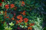род Rhododendron. Фрагмент цветущего растения. Кировская обл., г. Киров, Ботанический сад Вятского государственного университета, в культуре. 29.06.2018.