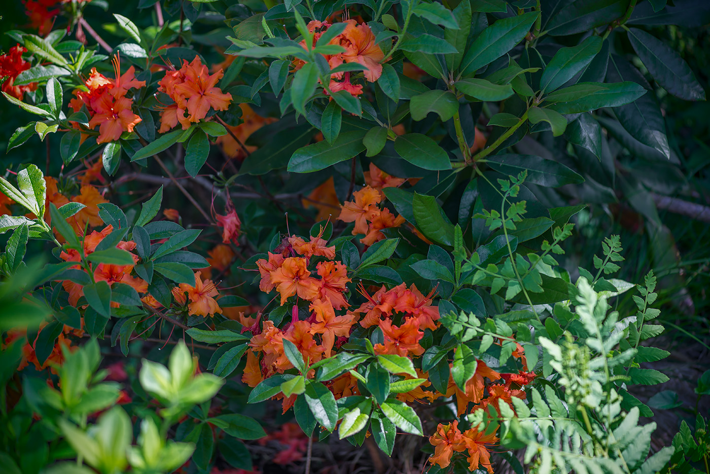 Image of genus Rhododendron specimen.