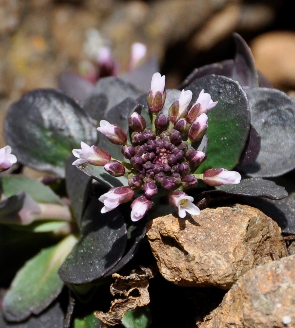 Image of Microthlaspi perfoliatum specimen.