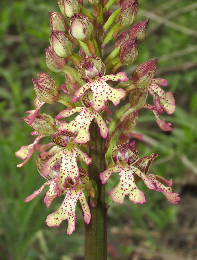 Изображение особи Orchis &times; wulffiana.