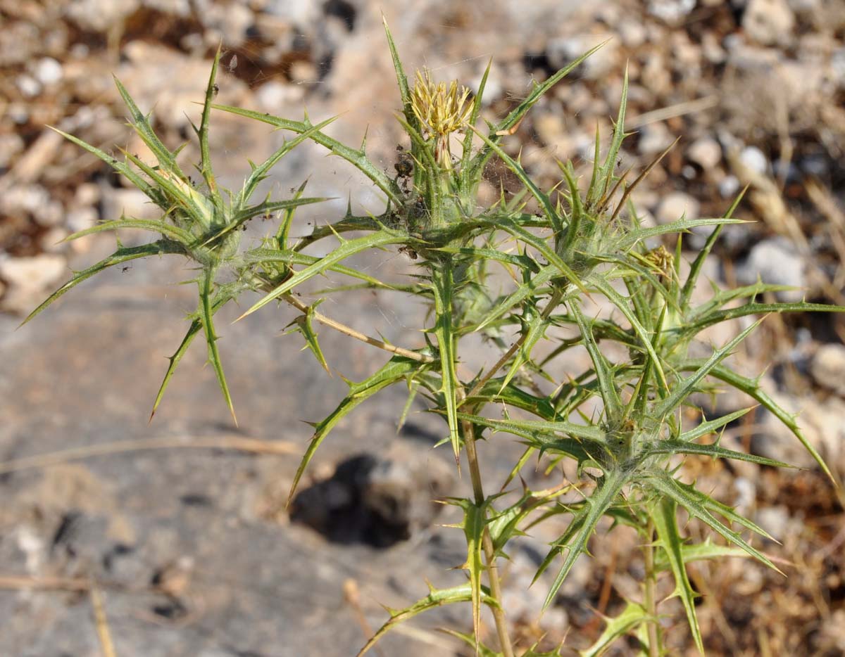 Изображение особи Carthamus creticus.