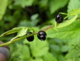 Cardamine bulbifera. Луковички в пазухах листьев. Украина, Закарпатская обл., Тячевский р-н, с. Усть-Черная, берег Черного потока. 30.06.2010.