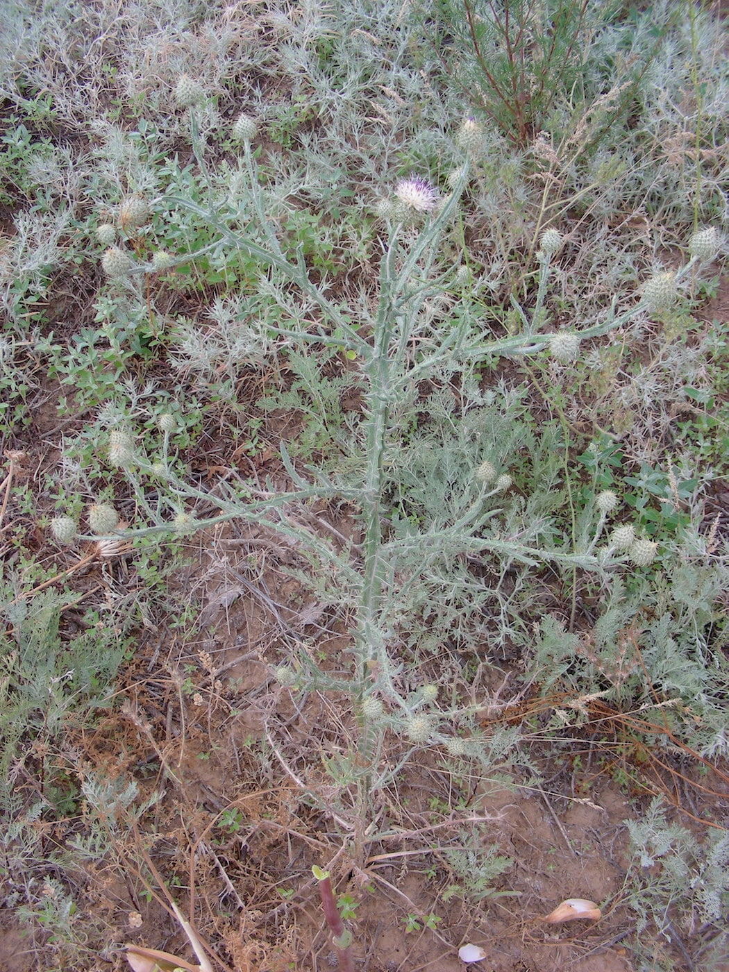 Image of Cousinia perovskiensis specimen.