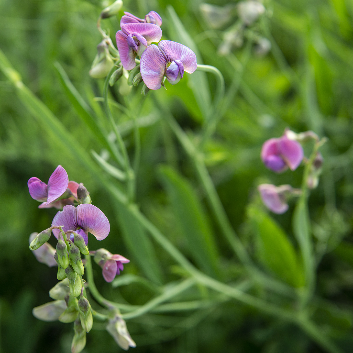 Изображение особи Lathyrus sylvestris.