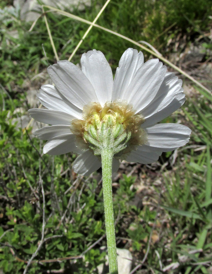 Image of Anthemis fruticulosa specimen.