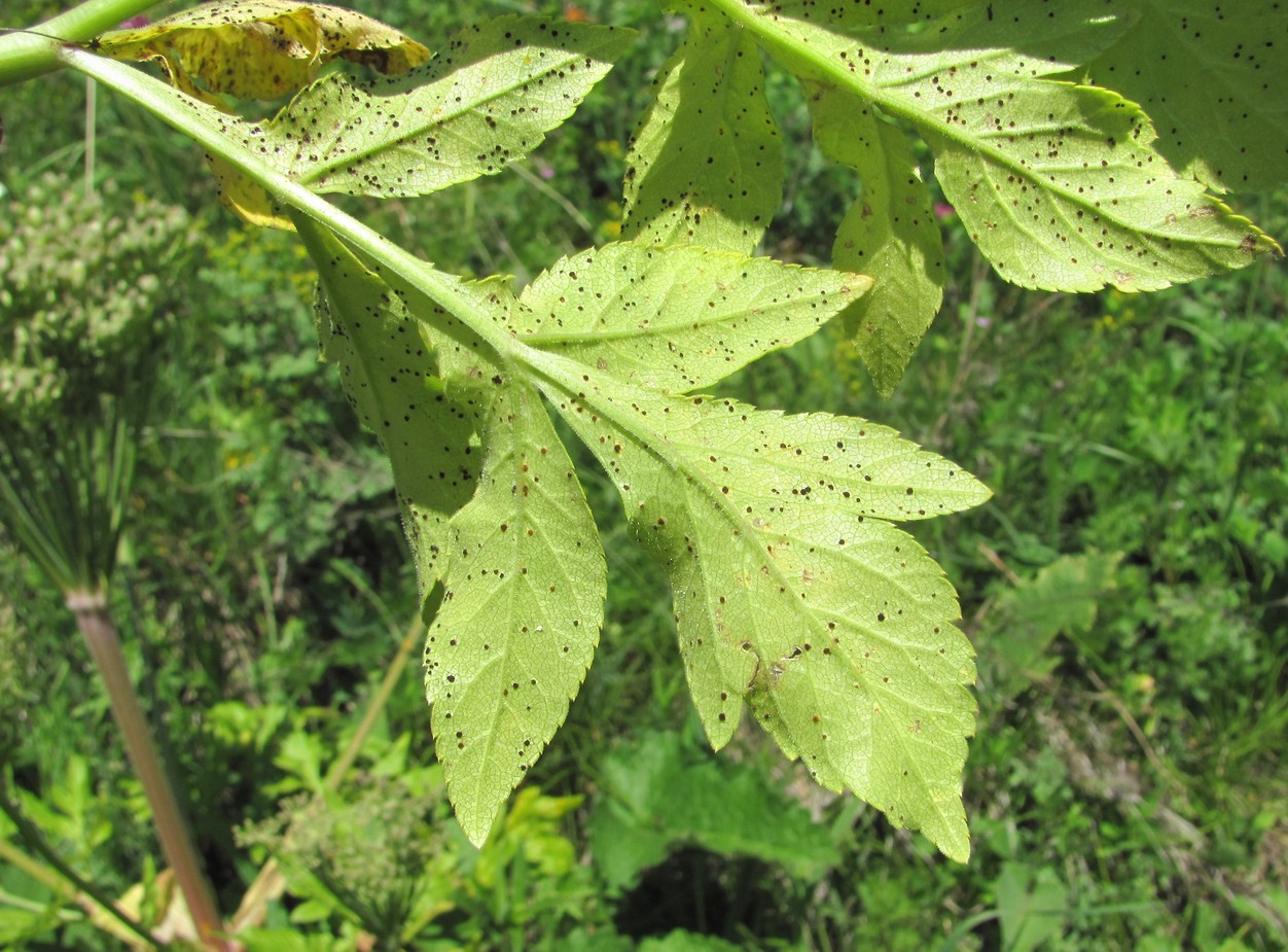 Изображение особи Agasyllis latifolia.