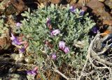 Astragalus subspecies coloratus