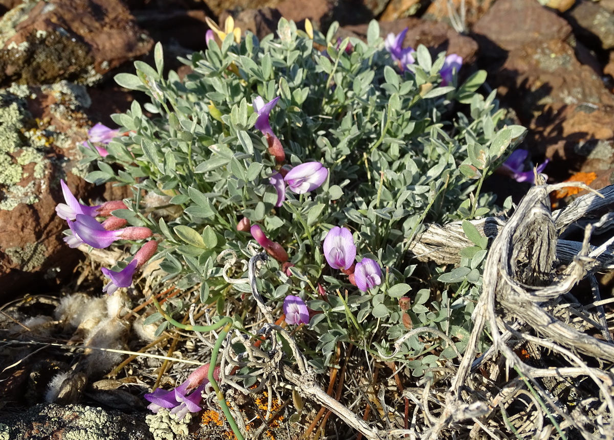 Изображение особи Astragalus kasachstanicus ssp. coloratus.