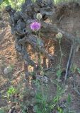 Centaurea subspecies glehnii