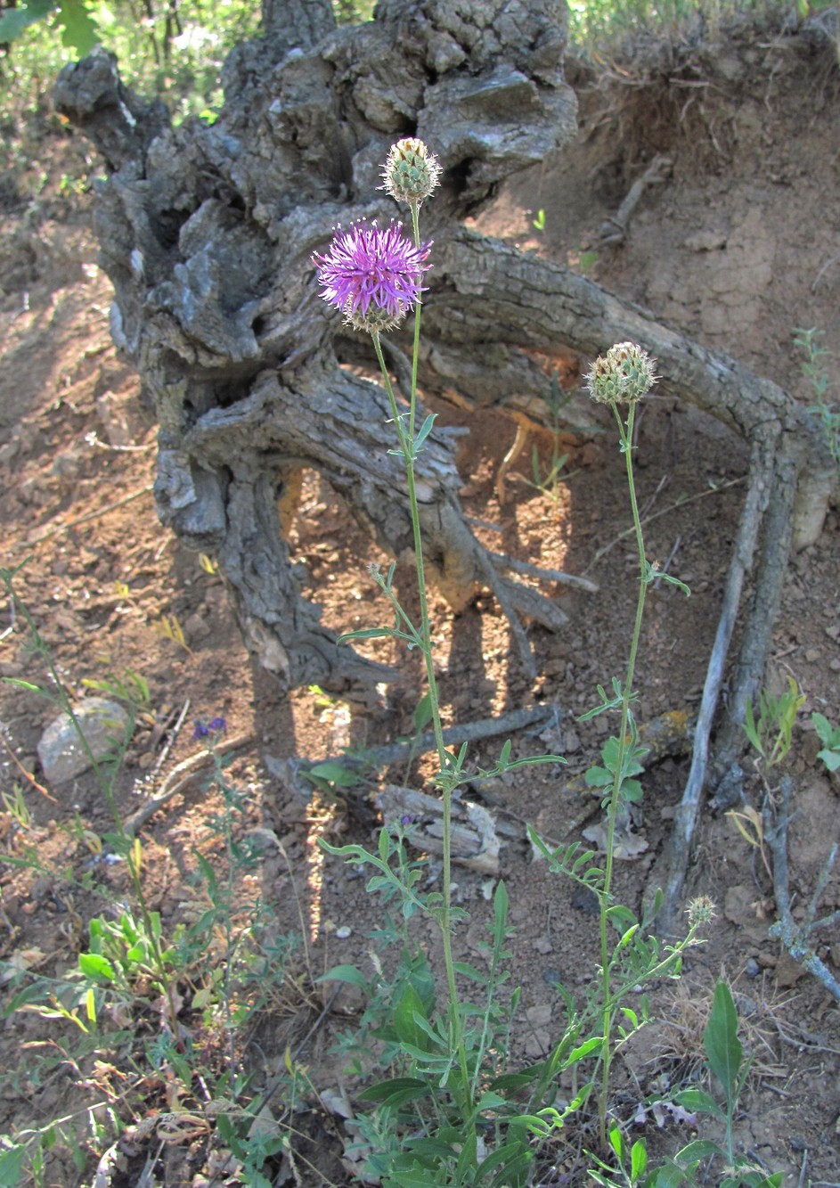 Изображение особи Centaurea pseudoscabiosa ssp. glehnii.