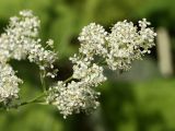 Lepidium latifolium