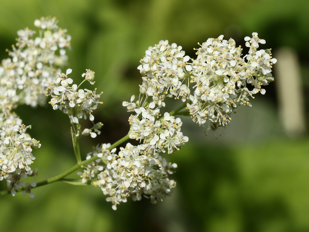 Изображение особи Lepidium latifolium.